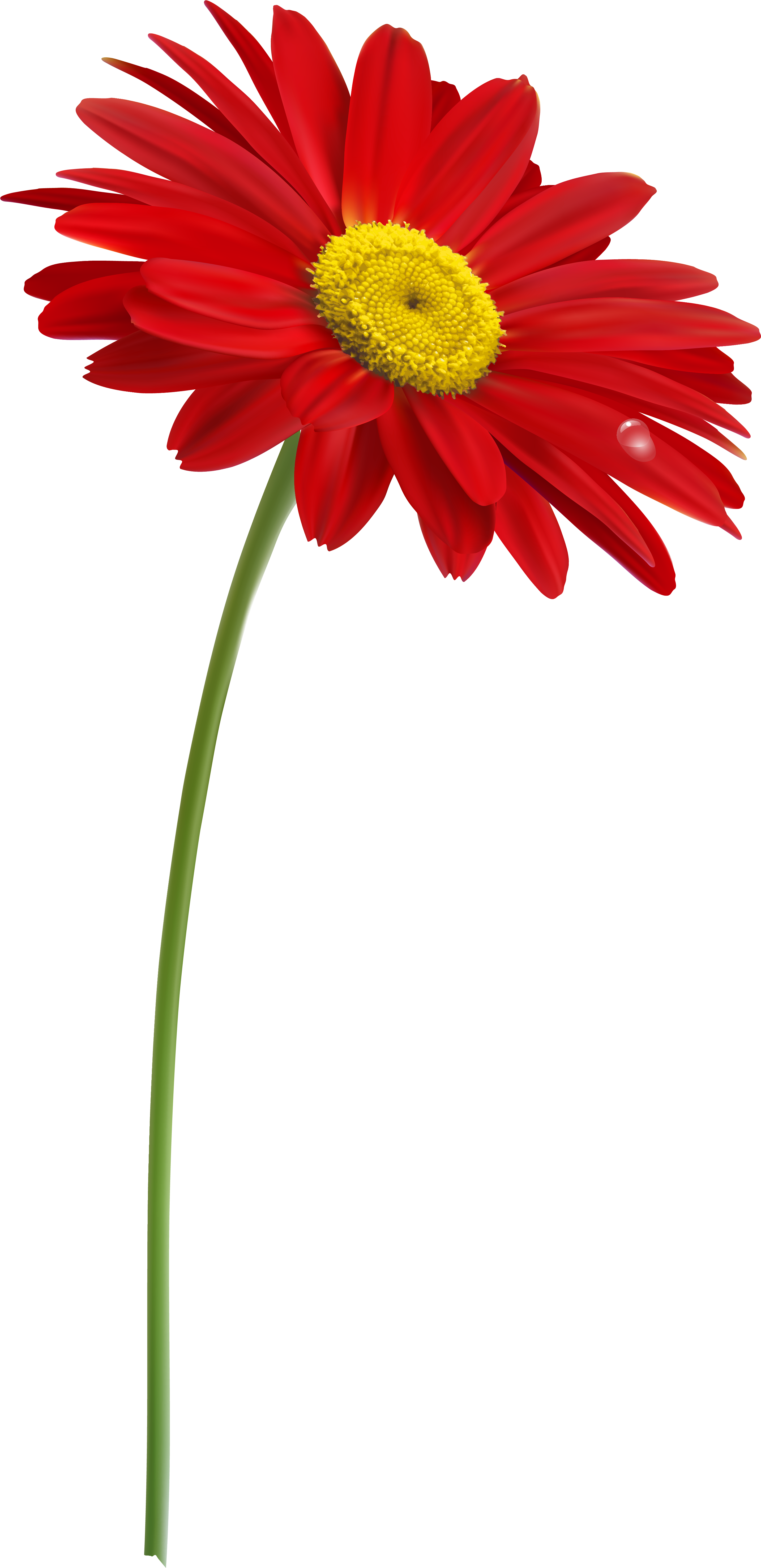 Single Flowers, Clipart Images, Stems, Clip Art, Dibujo, - Flower With Stem Png (2963x6041), Png Download