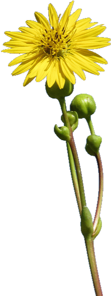 This Plant Has A Long, 2 To 5 Foot Stem With A Single - Single Stem Flower Png Transparent (242x598), Png Download