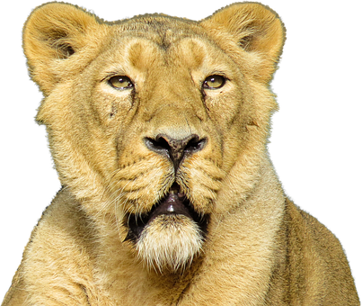 Isolated Animal Lion Cat Feline Carnivore - Lion Roar Transparent Backgrounds (403x340), Png Download
