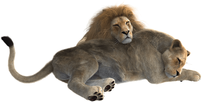 Lion Png Clipart - Female Lion Png (469x375), Png Download