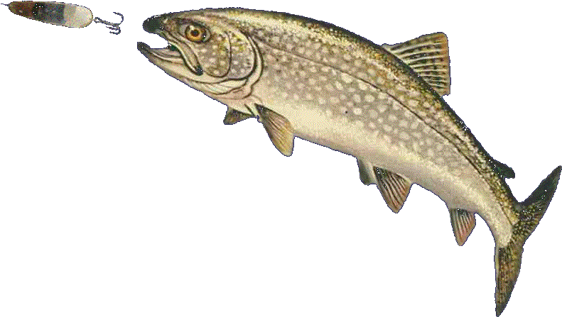 Elmer Hinckley Fishing Tackle - Trout Jumping Png (800x474), Png Download