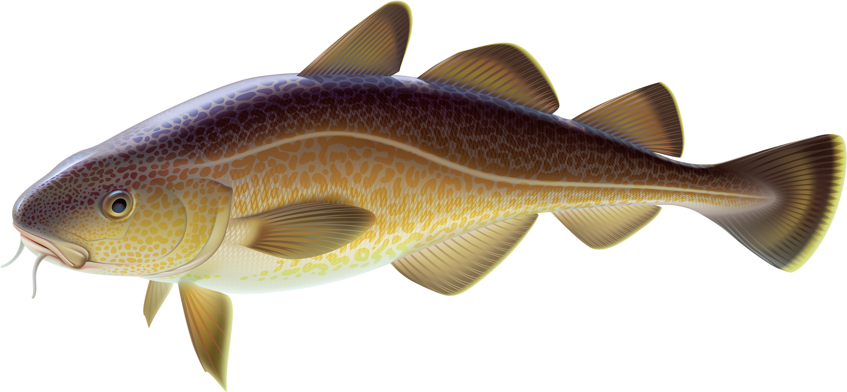 Carp Fish Png Clipart - Carp Clipart (3000x1431), Png Download