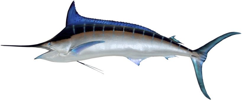 Marlin - Swordfish Png (1000x377), Png Download