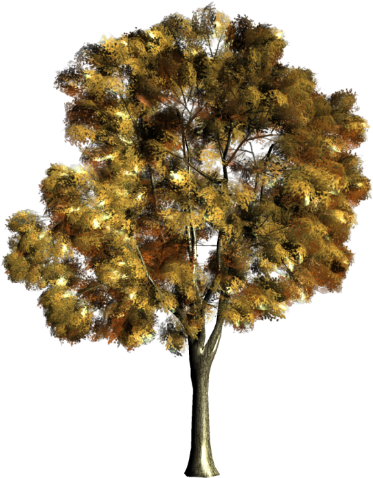 Arbre,png - Desenho Arvores Em Aquarela (600x739), Png Download