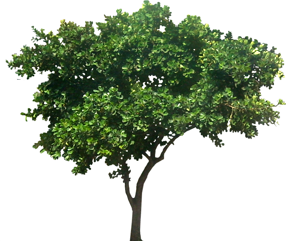 Ficustri01l Extended Family, My Family, Family Trees - Small Fig Tree (959x811), Png Download