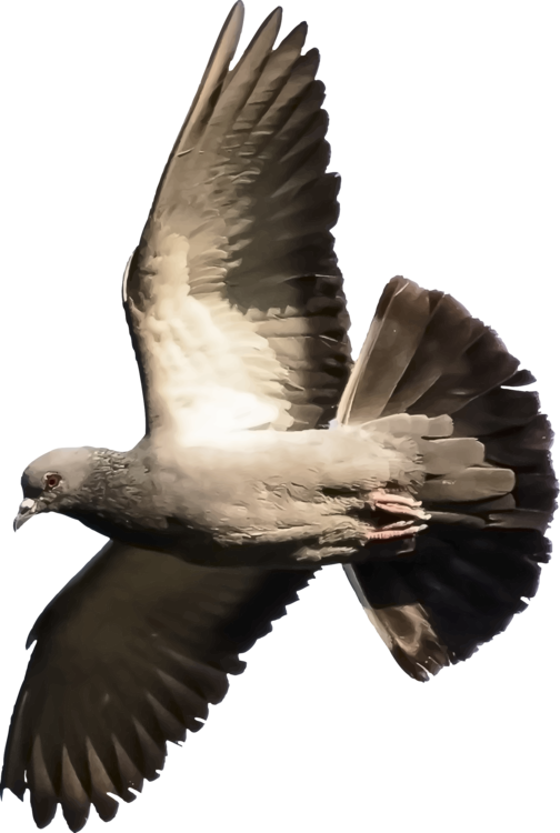 Homing Pigeon Columbidae Fantail Pigeon Indian Fantail - Fantail Pigeon (504x750), Png Download