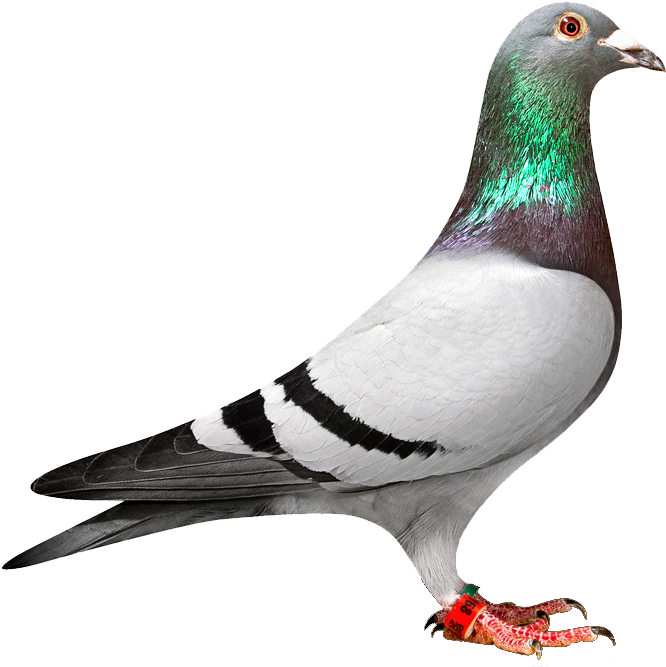Pigeon Png (1000x679), Png Download