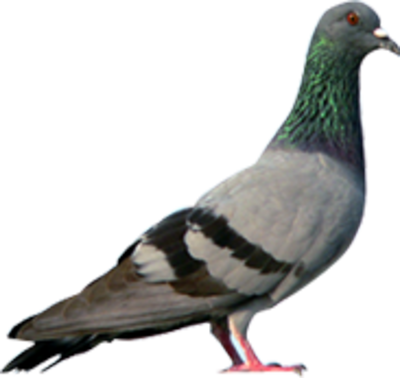 Pigeon Png Hd - Homing Pigeon Magnetic Field (400x378), Png Download