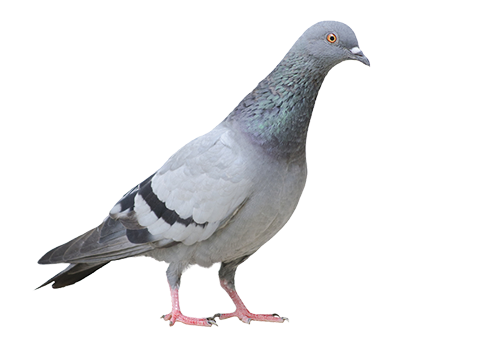 Pigeon Png Free Download - Pigeon Transparent (500x338), Png Download