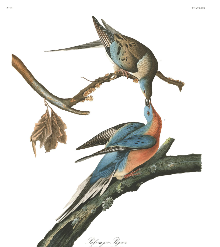 Passenger Pigeons Painted By John J - Audubon Passenger Pigeon (1280x1024), Png Download