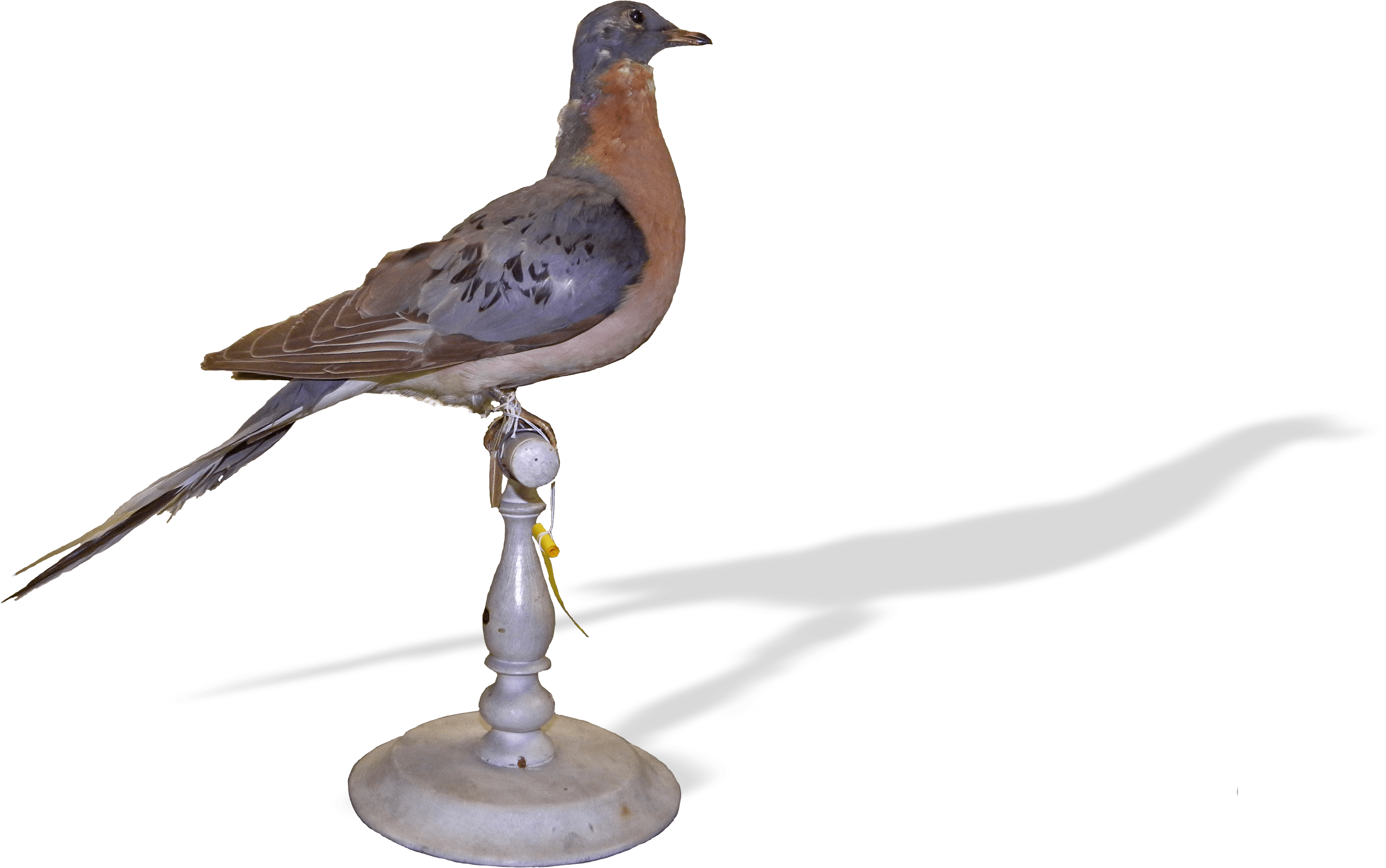 Passenger Pigeon - Stock Dove (4000x3000), Png Download
