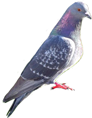 Pigeon Photo Clip Art - Attract Pigeons (413x486), Png Download