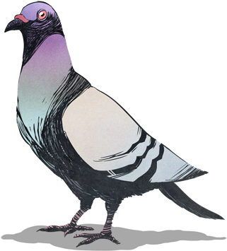 Pigeon - Stock Dove (363x423), Png Download