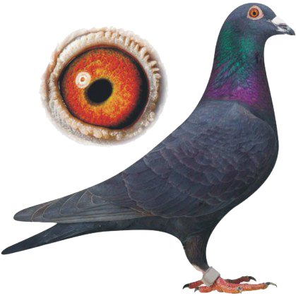 Colossal, Experience - Racing Homer Pigeon Png (419x419), Png Download