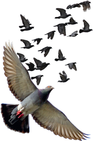 Yükle - Tó, Portugal (768x482), Png Download