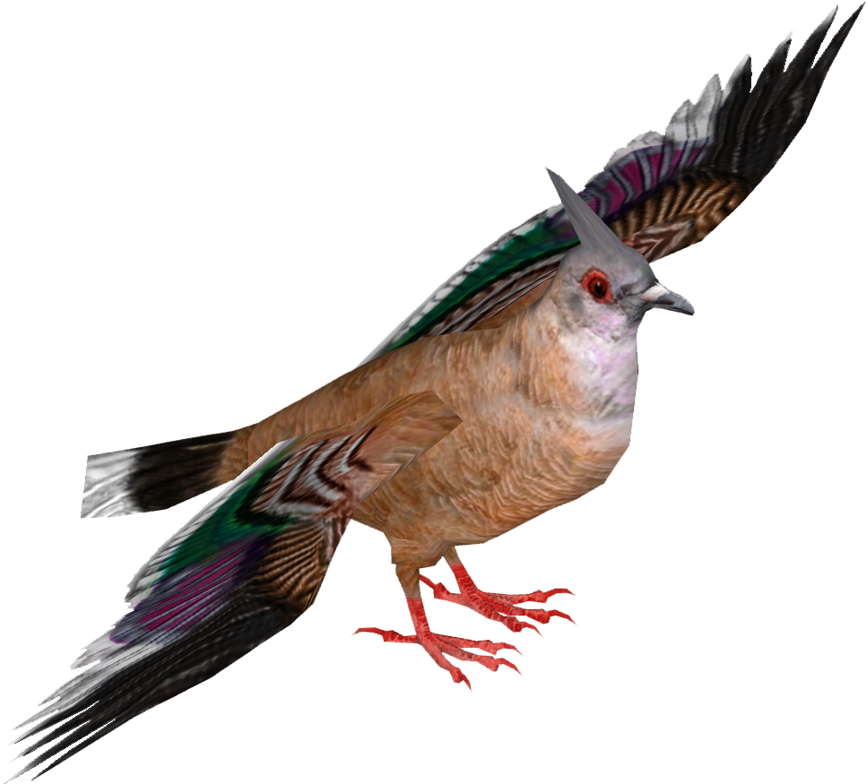 Crested Pigeon - Wiki (966x966), Png Download