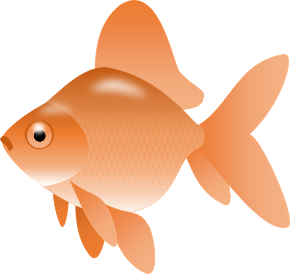 Fish Vector Goldfish - Fish Clip Art Png Transparent (592x559), Png Download