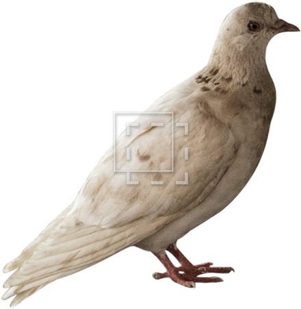 Pigeon - Northern Mockingbird (450x450), Png Download