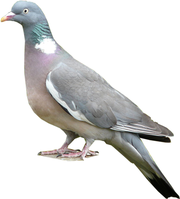 Common Woodpigeon - Stock Dove (400x400), Png Download