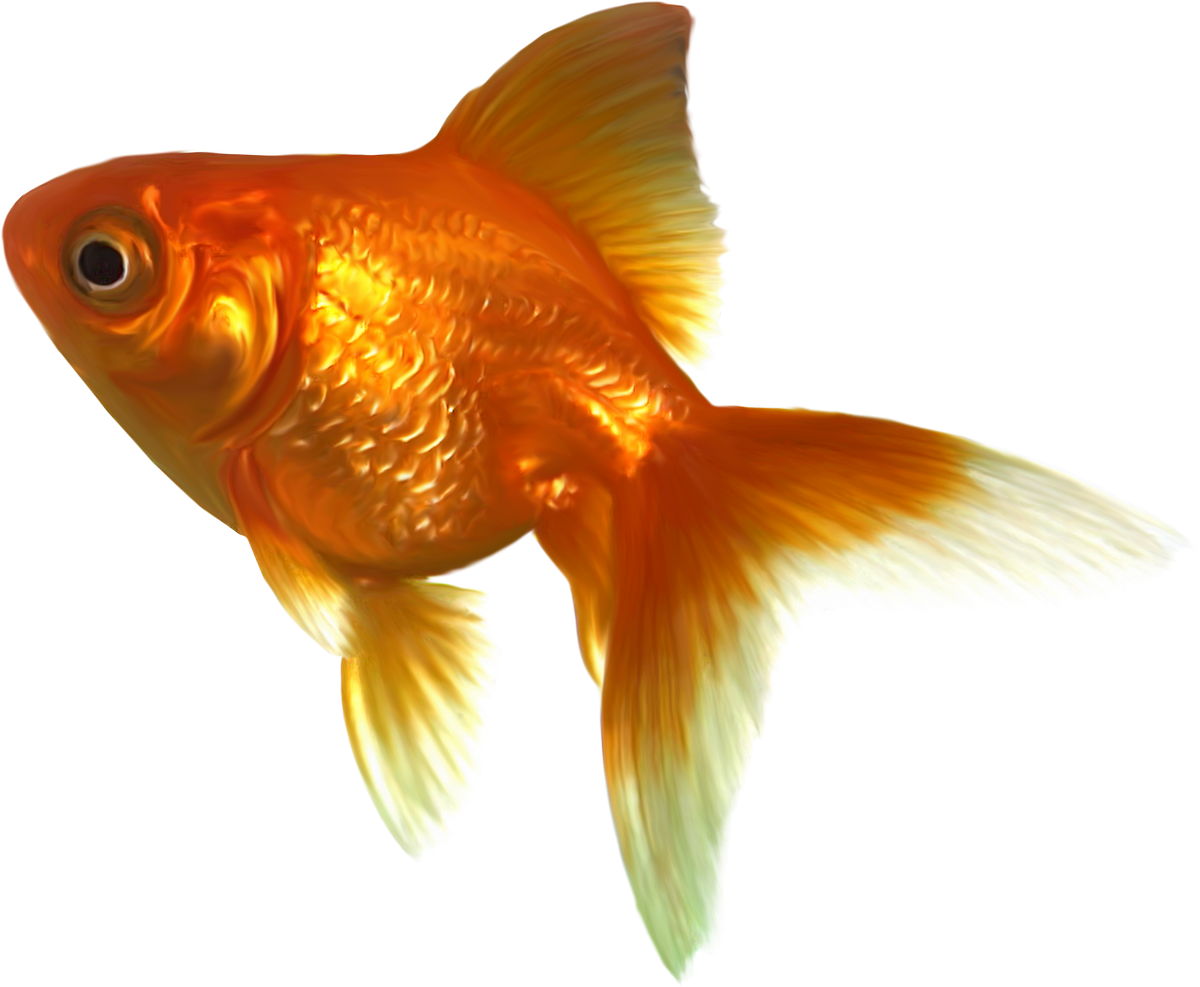 Gold Fish Clip Art (1200x987), Png Download