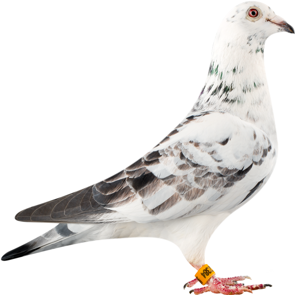 'lady Luck' Bred By Leekns Hermans From Their Super - Racing Pigeon Png (700x600), Png Download