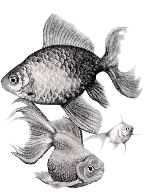 Goldfish Spiral Notebook For Png Library - Realistic Drawing Of Goldfish (558x700), Png Download