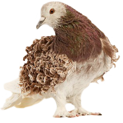 Learn About More Fancy Pigeon Breeds Click Here - Frillback Pigeons (409x412), Png Download
