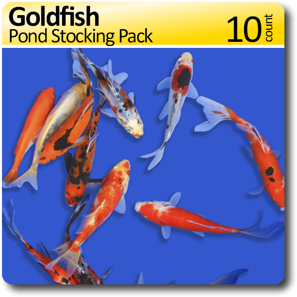 Goldfish Pond Stocking 10 Pack Free Shipping - Koi (638x638), Png Download