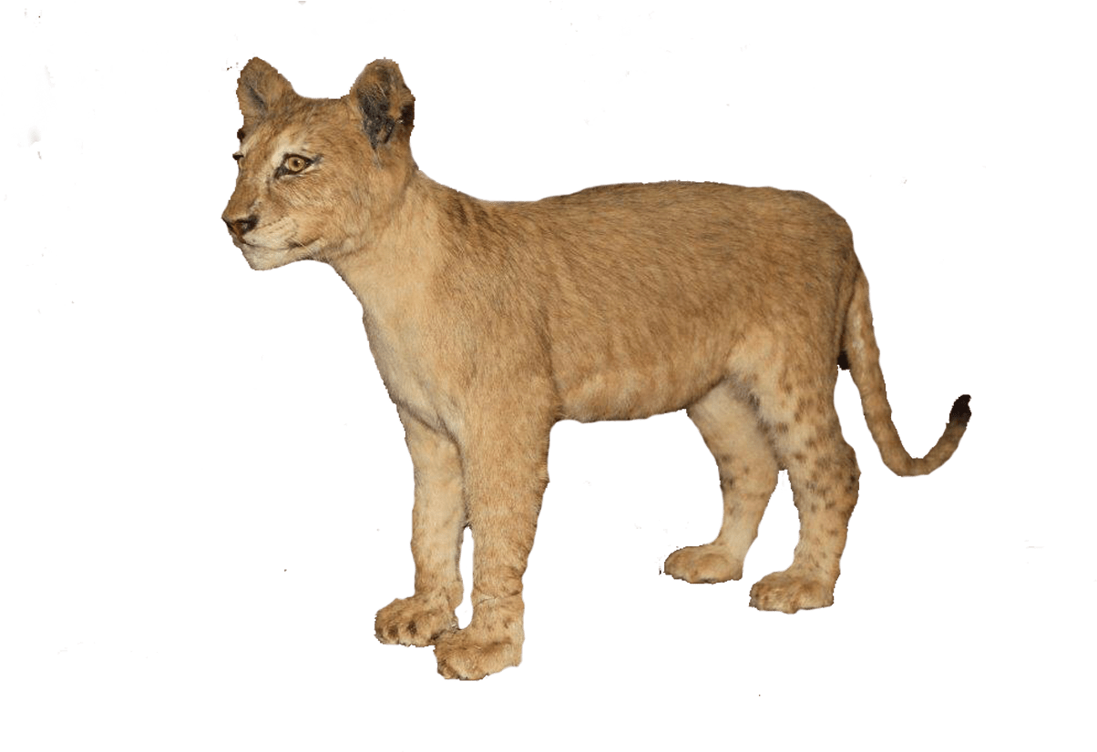 Clip Art Free Brown Full Mount Bl Pan African Art - Baby Lion Transparent (1280x960), Png Download