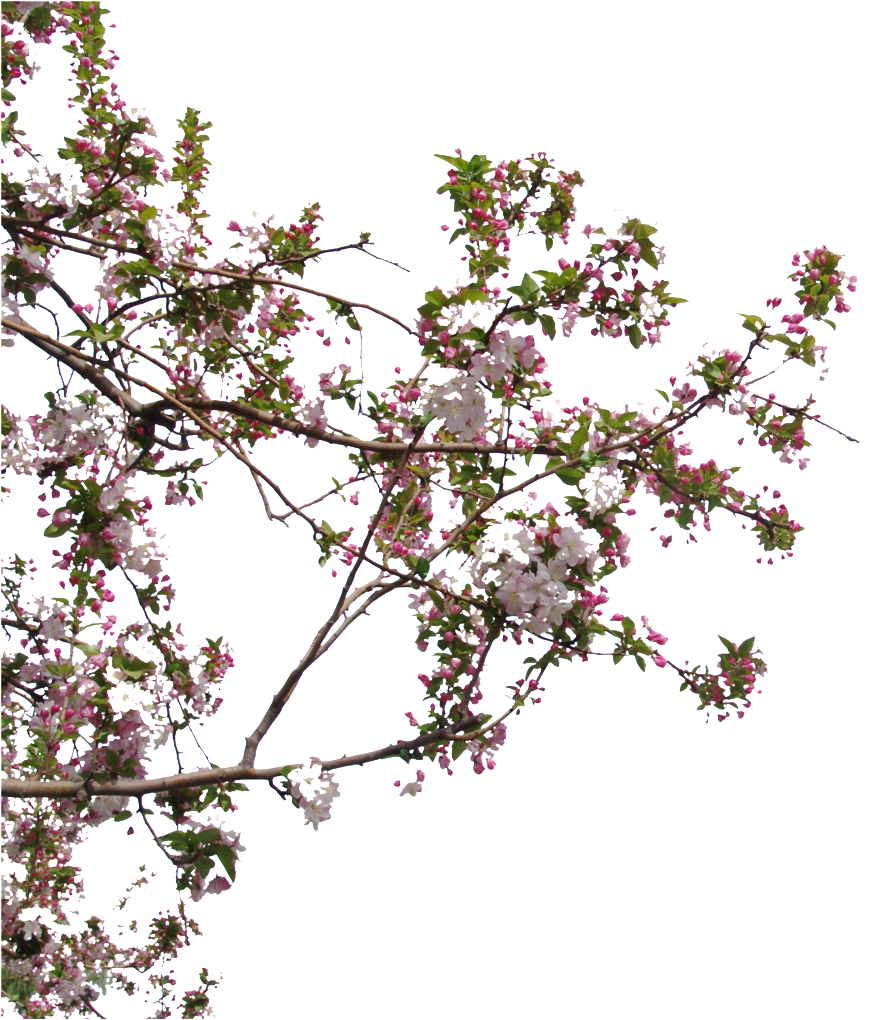 Beautiful High Definition Close Up Peach Tree Peach - Hausmodelle (1024x1024), Png Download