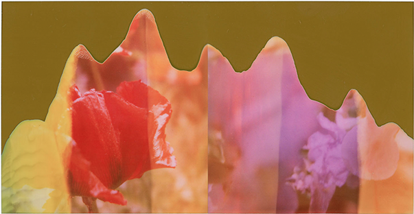 Red Poppy And Purple Iris, (602x580), Png Download