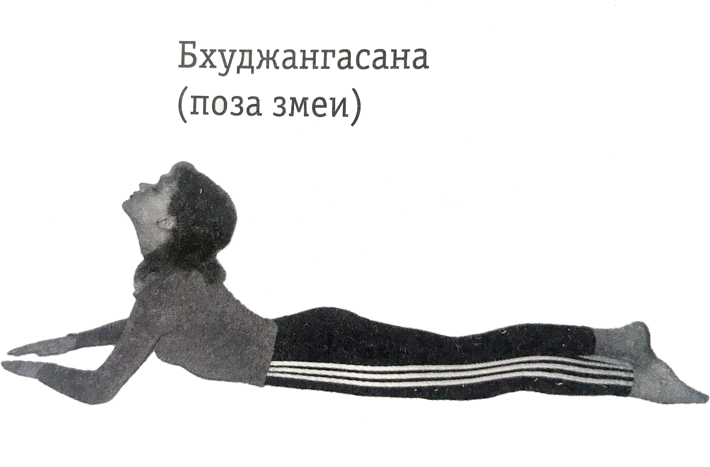 Бхуджангасана - Bhujangasana (2962x2017), Png Download
