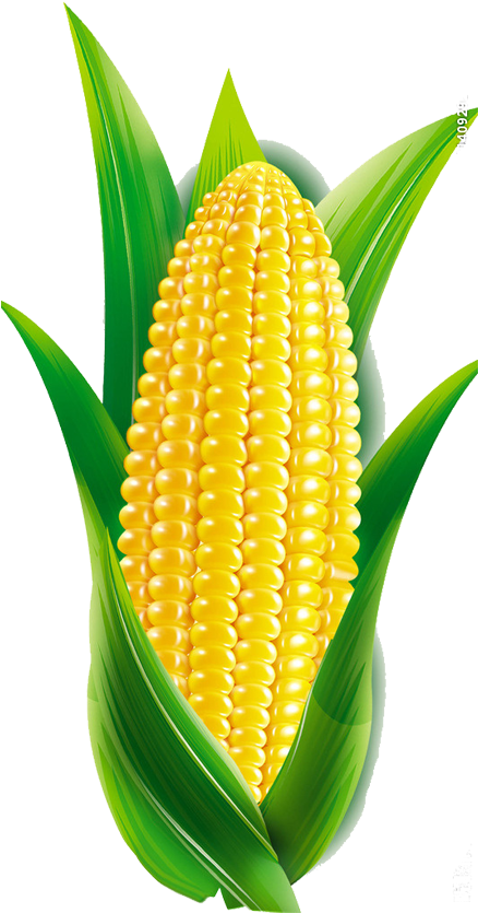 Maize Transprent Free Download - Maize Cartoon (534x1024), Png Download