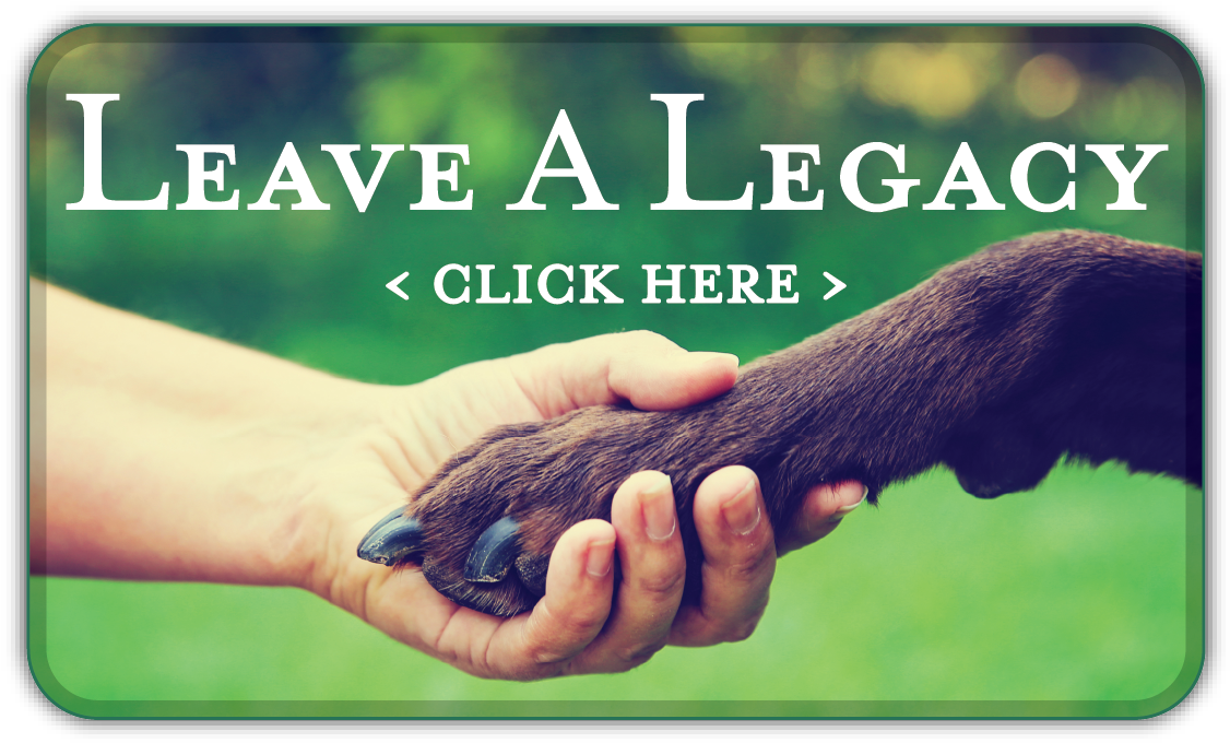 Create - Animal Companionship (1160x708), Png Download