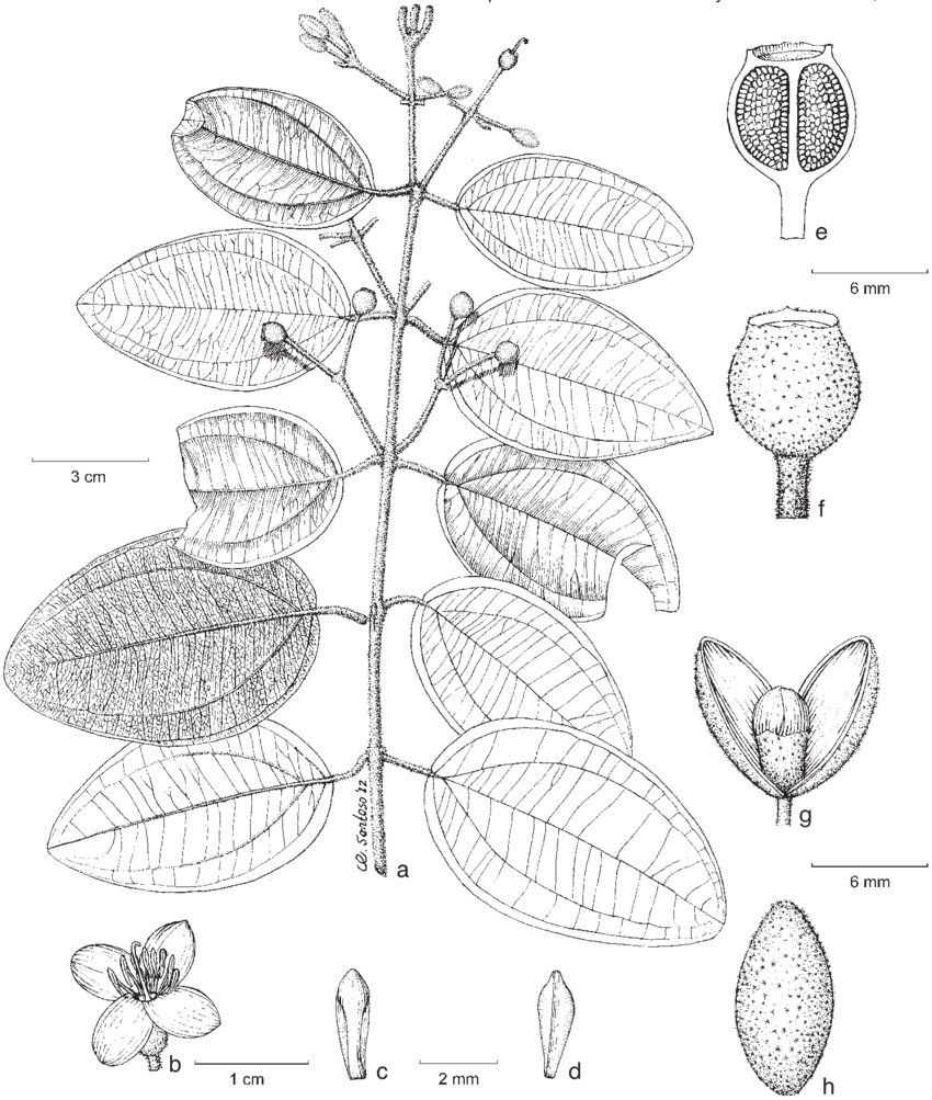 Habit - B - Flower - C, D - Stamen In Flower Bud - - Drawing (850x1003), Png Download