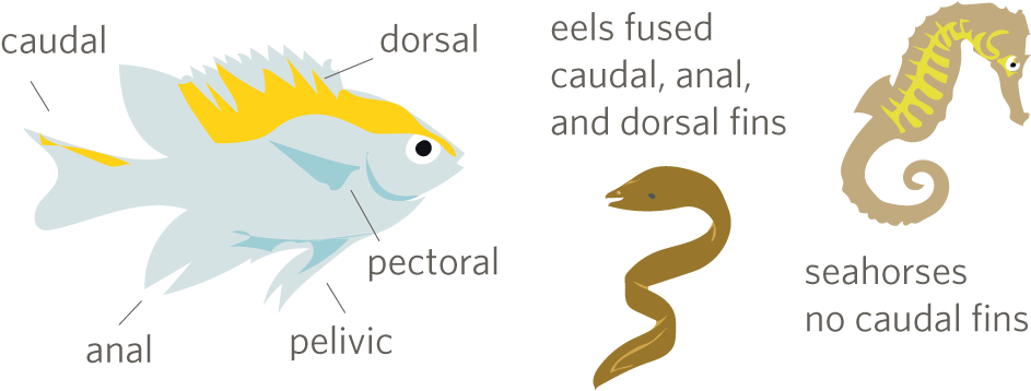 Each Fin Has Its Own Use - Cartoon (1000x400), Png Download