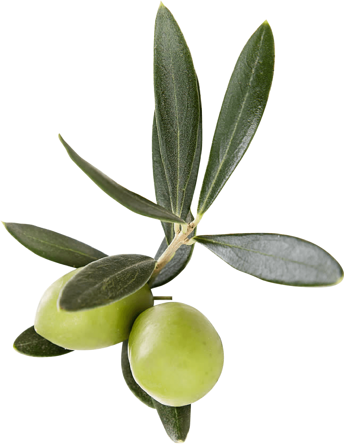 Finishing Touches - Transparent Olive Leaves Png (1393x1791), Png Download