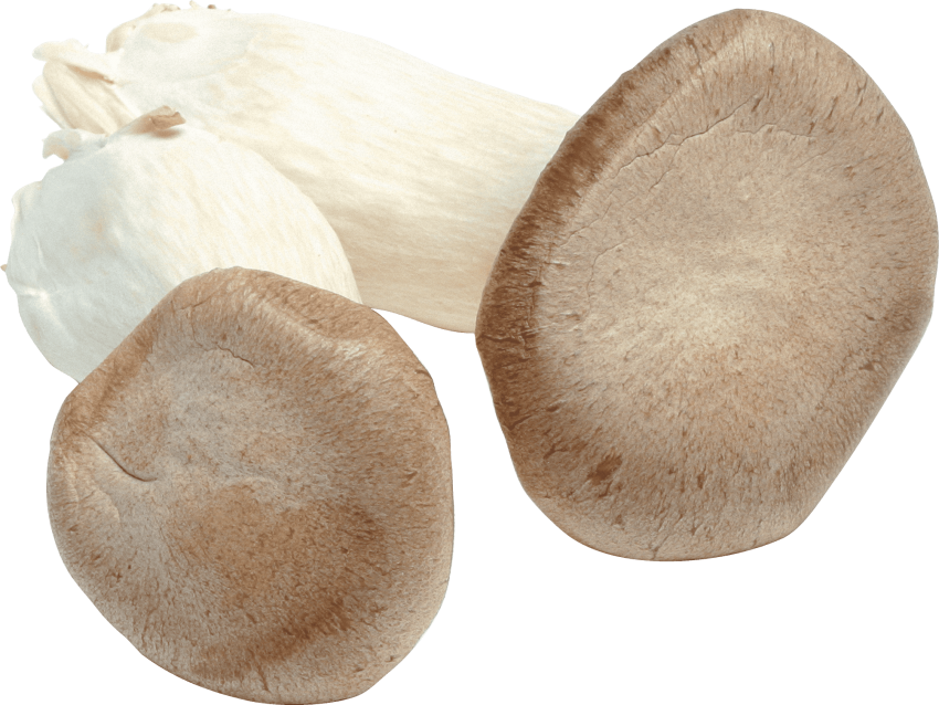 Best White Mushroom Png (850x638), Png Download