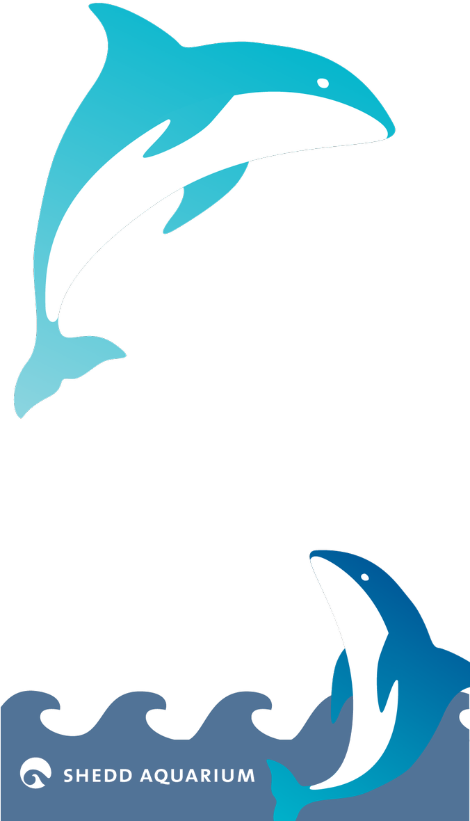 Clipart Rainbow Dolphin - Shedd Aquarium (675x1200), Png Download