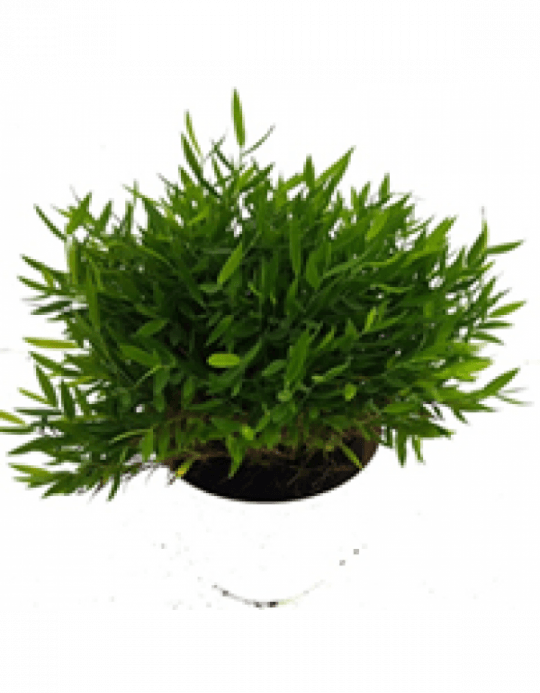 153304325873267956 Pogonatherum Paniceum Dwarf Bamboo - Baby Bamboo (540x693), Png Download