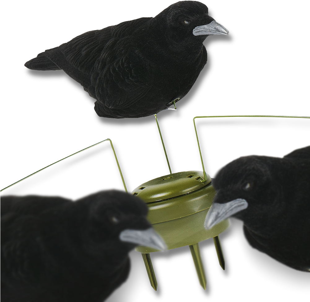 Image Of The Lucky Duck Triple Play Motion Crows - Triple Play Resort Hotel & Suites (1000x1000), Png Download