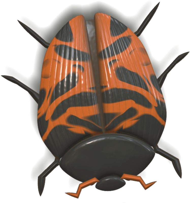 Ladybug Orange And Black Head Down - Ladybird Beetle (800x800), Png Download