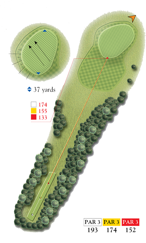Epsom Golf Club - Tree (500x793), Png Download