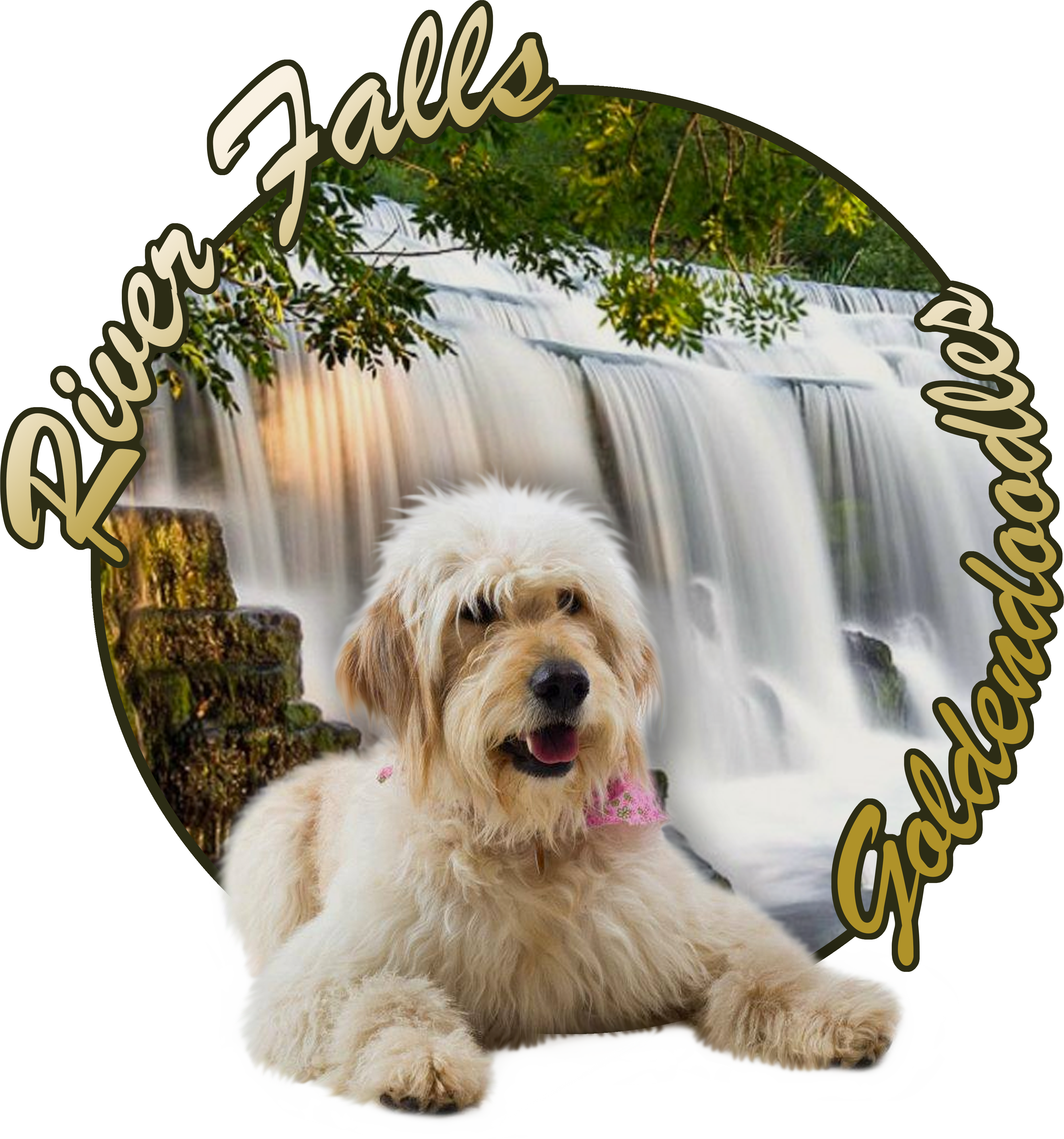 Goldendoodle Season - Companion Dog (3459x3701), Png Download