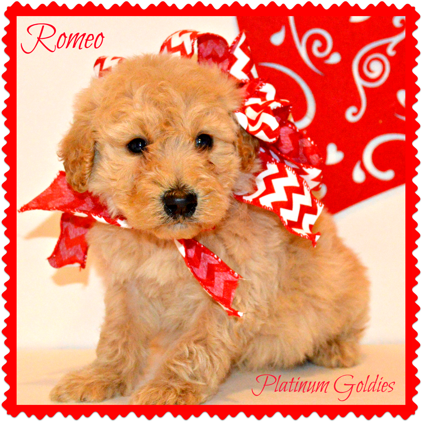 Goldendoodle Puppies Www - Companion Dog (1703x1703), Png Download