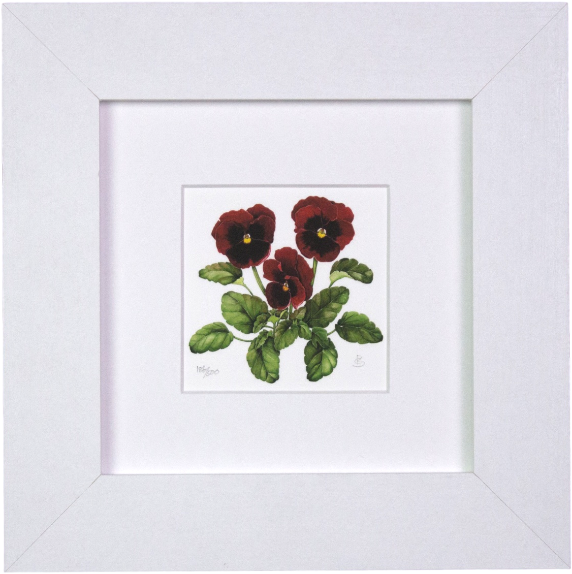 Pansies Mini Print - Iona Buchanan (1507x1507), Png Download