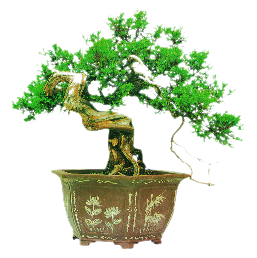 Chinese Garden Podocarpus Macrophyllus Potted - 盆景 (900x1000), Png Download