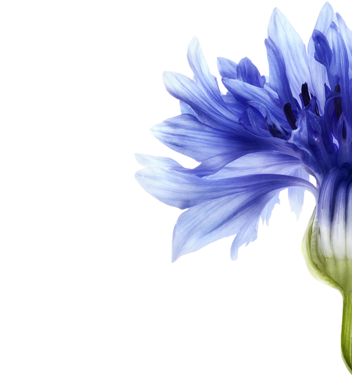 This Plant-based Pigment Reduces Yellowing And Provides - Василек Акварелью (720x848), Png Download