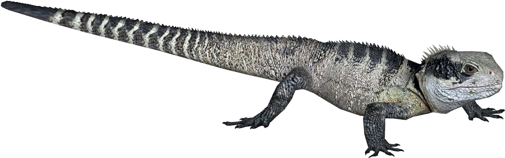 Eastern Water Dragon - Wiki (1030x1030), Png Download