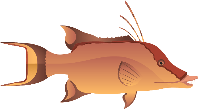 Hogfish (789x426), Png Download